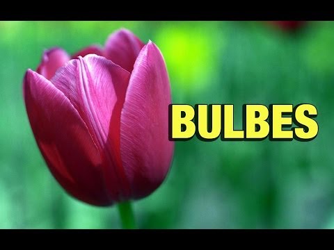 Vidéo: Utiliser des bulbes dans les jardins de bulbes - Comment utiliser l'engrais de farine de sang pour les bulbes