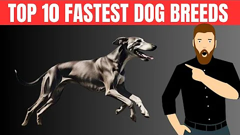 Top 10 Fastest Dog Breeds in the World | Lightning-Fast Canines!