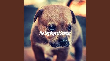 Pulsating Cute Puppy