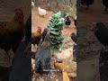 The smartest way to feed birds!🥬Never Feed Your Chickens on the Ground Again! #farming #chickens