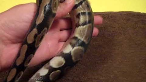 Walle the Ball python, what morph is he :)