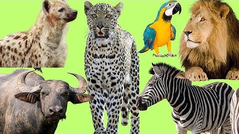 Các Con Vật Song Ngữ: English & Vietnamese Animal Names