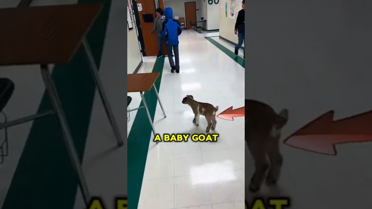 Boy Brings Baby Goat to School!