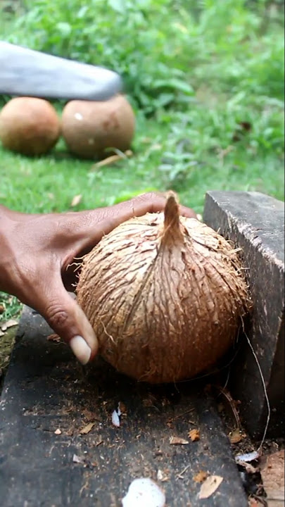 Satisfying skill of taking coconut