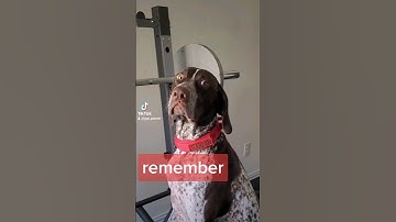 remember GSP puppy Panzer.... 😂🐶 #shorts #ytshorts #dog #gsp #viral