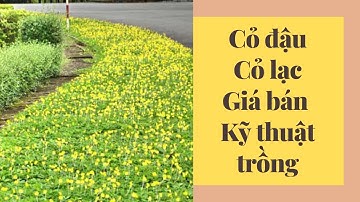 Cỏ đậu | Cỏ lạc | Giá cỏ | Kỹ thuật trồng