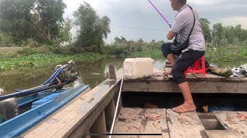 Câu Cá Rô Đồng Cá Tra Thác Lác Tập 21 Cá Ăn Liên Tục Trở Tay Không Kịp