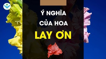 Ý nghĩa của hoa lay ơn ︱ Nông Sản ND