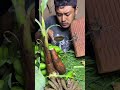 Kriuknyo #mukbang #sorotan #food #eating #shorts