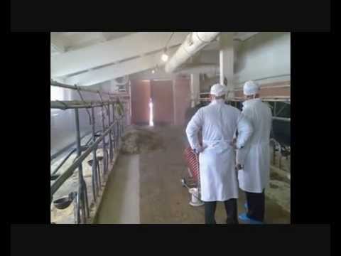 Как сделать телятник видео Как сделать телятник видео