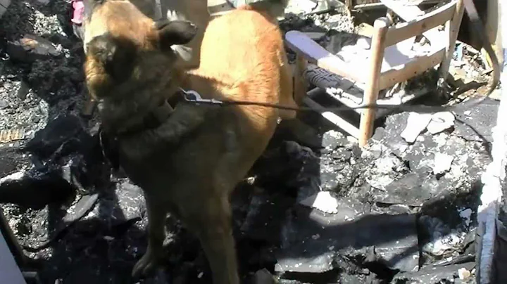 Cadaver Dog Searching Fire Scene For Human Remains