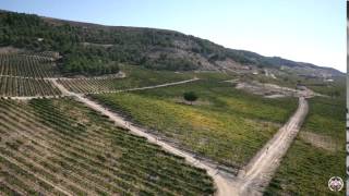 Corriendo entre Viñas desde el aire