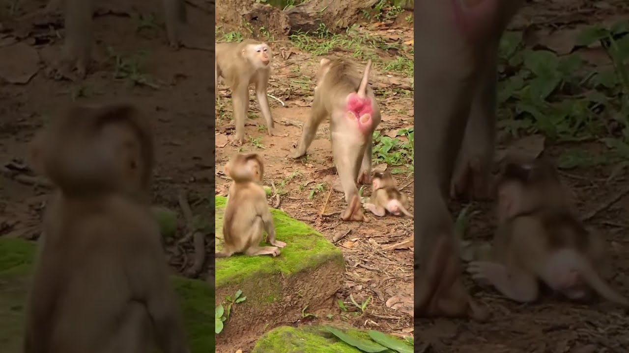 12 09 24 Babymonkey Monkey Monkeys Lovelybabymonkey Adorablebabymonkey Monkeywildlife