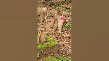 12 09 24 Babymonkey Monkey Monkeys Lovelybabymonkey Adorablebabymonkey Monkeywildlife 