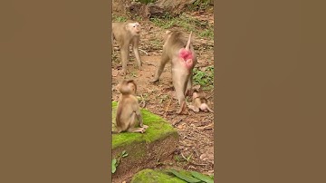 12-09-24 #babymonkey #monkey #monkeys #lovelybabymonkey #adorablebabymonkey #monkeywildlife