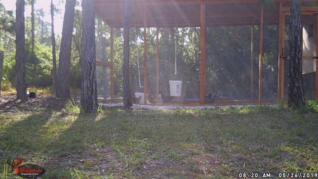 Bobcat Jumping Fence YouTube