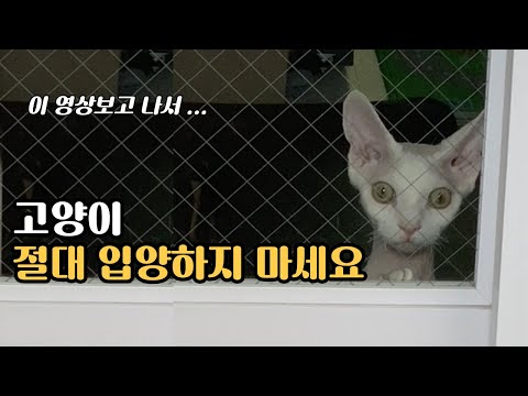 고양이 입양하려면 꼭 이걸 고려해보세요(feat 고양이 매트)