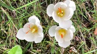 Floraison du 11 Octobre de l'année 2026 Les couleurs à l'honneur Décorent les fleurs