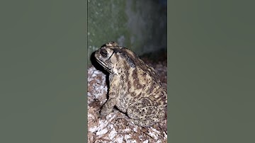 con cóc là cậu ông trời