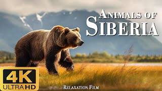 Природа Сибири (4K Ultra HD) - Расслабляющий пейзажный фильм с кинематографическим саундтреком