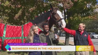 Budweiser unveils 2025 holiday cans with iconic Clydesdales