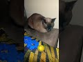 #cat #animação #gatos #dublagemdeboche #comedia #pets #humormemes