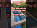 Guppy Fish Outdoor Pond Clean Kiya #Guppytank #Guppyfarm #viralvideo #vlogshorts #viralreel #viral