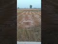 Live highlight