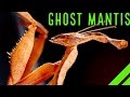 UNREAL Unboxing Ghost Mantis & Enclosure Setup