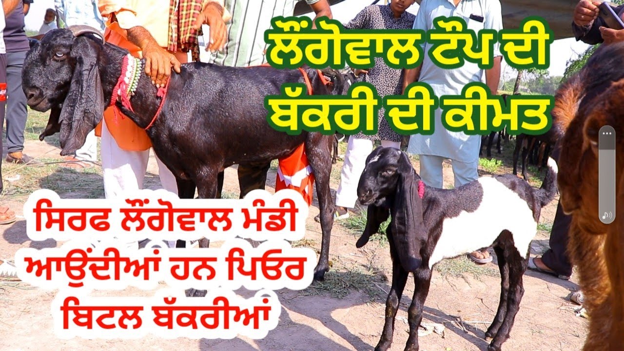 ਲੌਂਗੋਵਾਲ ਦੀ ਬੱਕਰੀ ਮੰਡੀ || Longoewal Bakri Mandi || @ILTILANATV