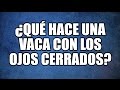 5 Acertijos con Respuesta en Español: ¿Qué hace una vaca con los ojos cerrados?