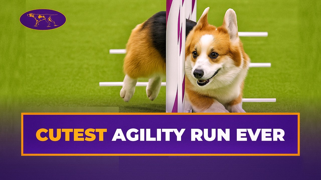 Kirby the Corgi Speeds Through Agility Course | Westminster Dog