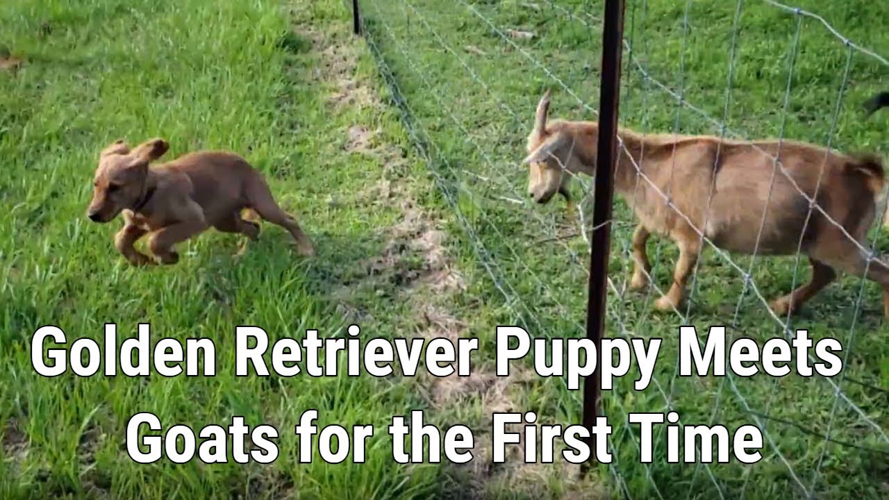 Golden Retriever Puppy Meets Goats for the First Time - YouTube