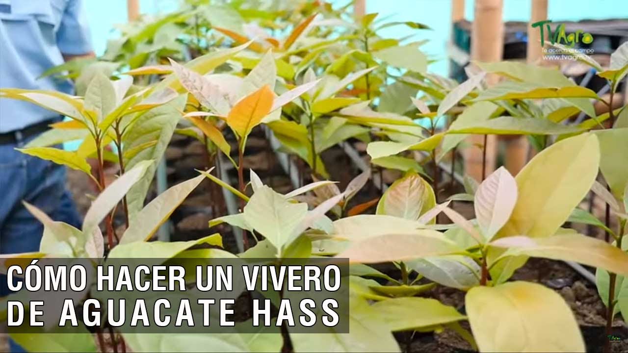 Cómo hacer un vivero de aguacate hass - TvAgro por Juan Gonzalo Angel Restrepo