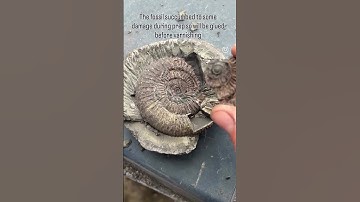 Dac prep #ammonite #yorkshirefossils  #whitby #fossils #fossilpreparation #fossilhunting