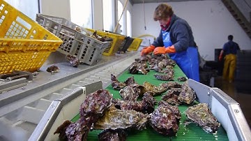 Circular calibrating machine for oyster MULOT