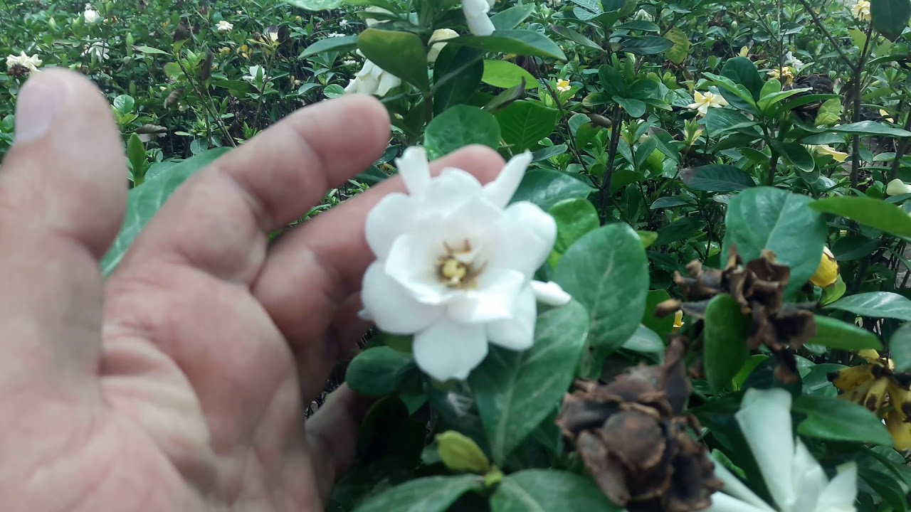 شجيرات الجاردينيا