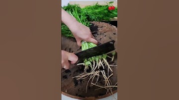 RT 42509mini rotary tillage and ridging all-in one tree 🌲 short view #travel #beach #flowers