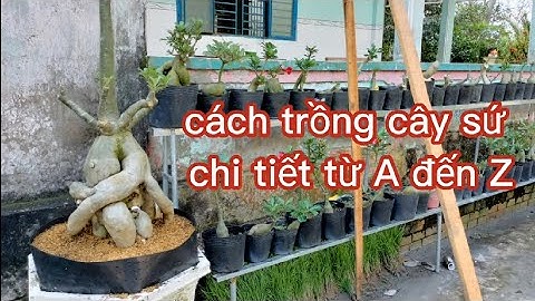 cách trồng cây sứ từ A đến Z , chi tiết và những thắc mắc @UCTHUBonsaiCanTho