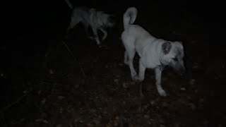 Çakallar Mekani Basti Gocabaşin Oğlu Kangal Haydut Çakil Peşi̇ne Gi̇tti̇