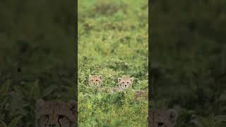Baby Cheetah Cubs Sit In Tall Grass | Africa's Most Tender Wildlife Bond | 4K