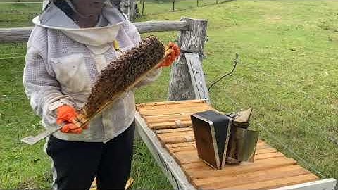 Apiary Update #2 🇦🇺🐝🍯🦘 #bee #savethebees #australia #beekeeping #honeybee #beekeeper
