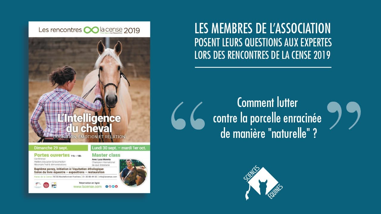 Lutter contre la porcelle enracinée YouTube — free download
