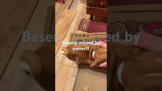 Basenji missed by owner very mach #puppy #basenji