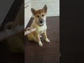 Собачка жувачка..  дрессура по дурову!) (шутка)