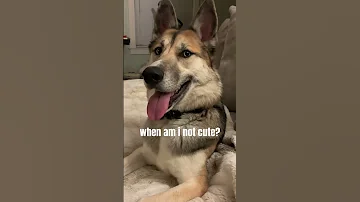 Cute Husky Babyhusky Belgianmalinois Malinois Dogshorts Dogsofyoutube Doggo Dogs Doglife 