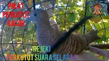 PIKAT PERKUTUT LOKAL GACOR.!! RAJA PIKAT | PERKUTUT JANTAN PASTI BUNYI | 3 menit nyaut on