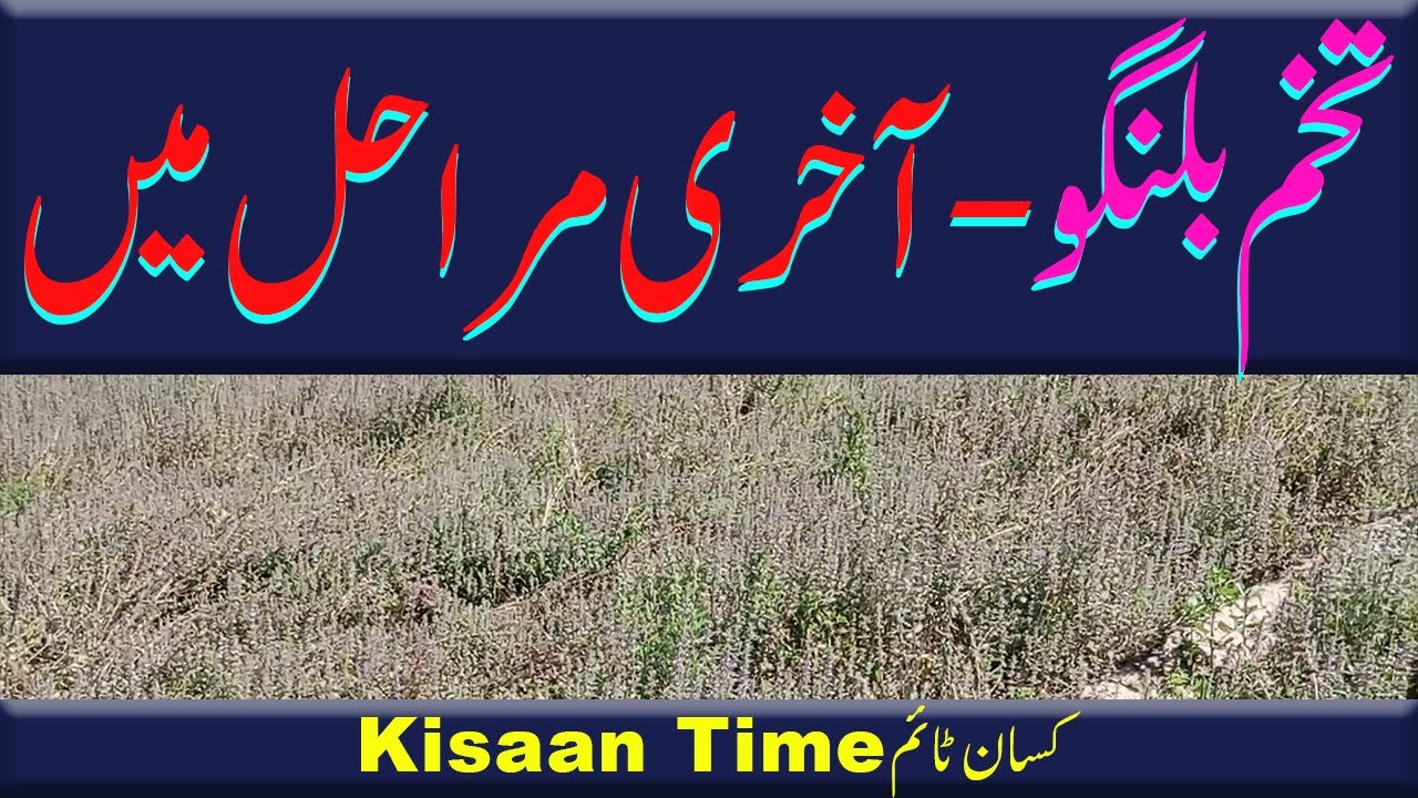 Tukhm e malanga tukh bilangu ki kasht tukh malanga ki kasht  تخم بلنگو کی کاشت kisaan time کسان ٹائم