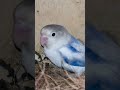 African lovebirds 🐦| #africanlovebirds #africanlovebirdbreeding #lovebirds #birds #ytshorts #shorts