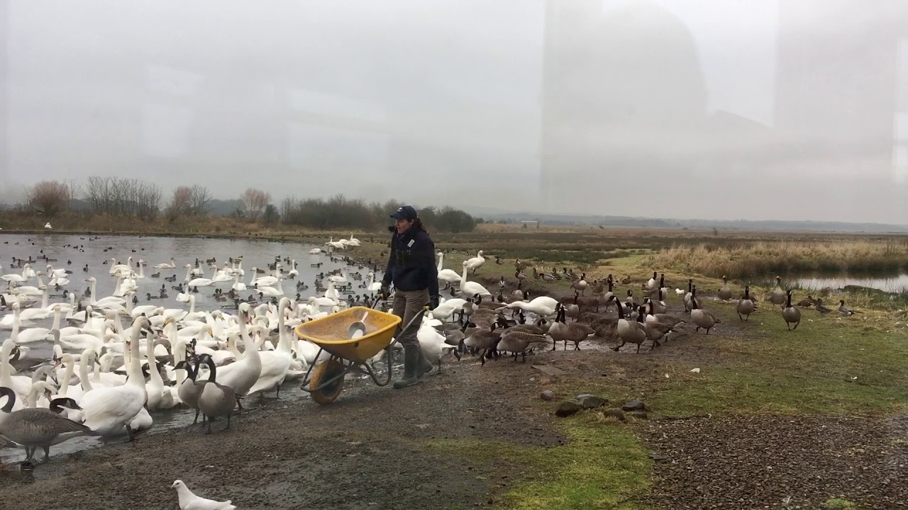 Feeding Whooper Swans